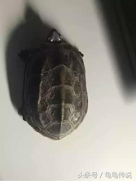 麒麟龟能活多少年  龟能活多少年？ 