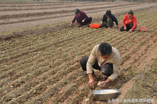 赤玉土可以种什么盆景可以自制种植用赤玉土吗 朵拉利品网