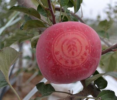 红富士苹果树修剪视频  红富士苹果树的修剪 