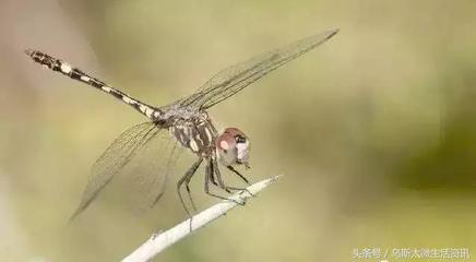 棉铃虫是害虫还是益虫  飞蛾是害虫还是益虫 