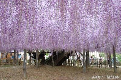 日本紫藤 日本紫藤怎么种？