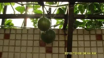 吃的西瓜籽怎么种植  西瓜籽怎么种植？ 
