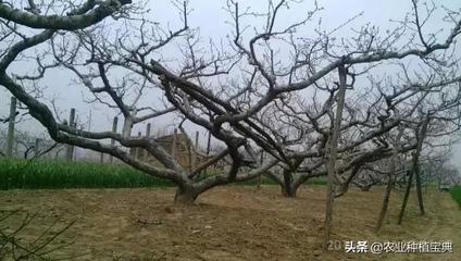 红不软桃介绍  光战不软桃一亩地能种多少棵桃树 