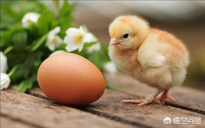 鸡蛋的功效与作用  鸡蛋的功效与作用有哪些？ 