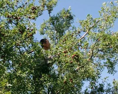 枣树上的枣为什么萎缩  枣树上的枣一红就烂是什么原因？ 