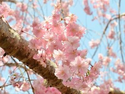 樱花扦插技术视频  樱花可以扦插吗 