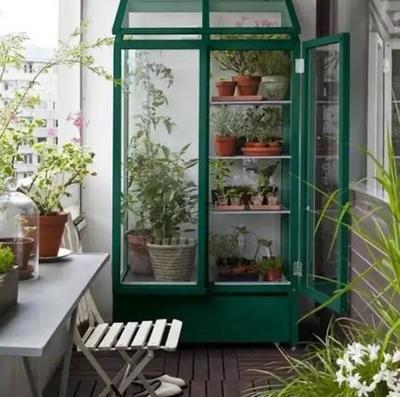 阳台绿植  封闭阳台适合种哪些植物 