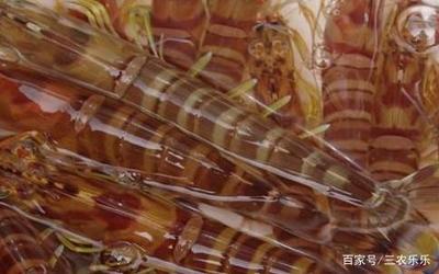 室内养虾骗局 室内养基围虾的养殖方法？