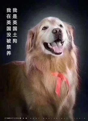 中华田园犬取消禁养的城市  中华田园犬为什么会被城市禁养？ 