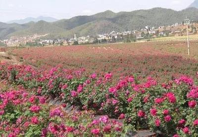 鲜花饼哪个牌子好  云南鲜花饼什么牌子最好吃 