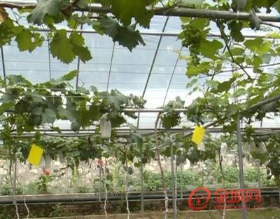 四季丁香花的养殖方法  紫丁香的种植方法 