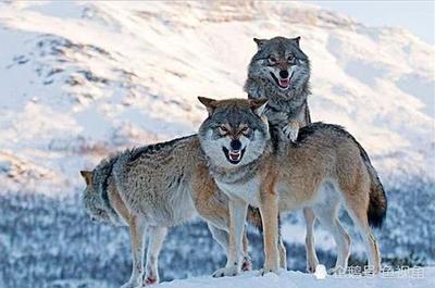 蒙古狼是欧亚狼吗  世界上最大、最凶猛的狼到底是蒙古狼还是北极狼？ 
