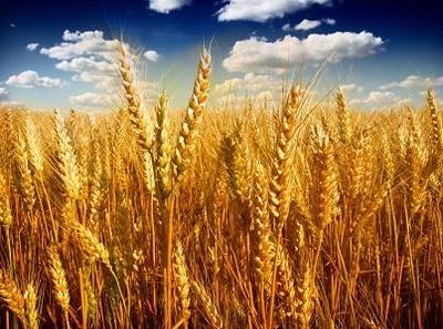 大麦磨的粉叫什么 麦子是怎样变成面粉的？