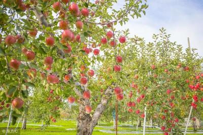 苹果树的管理  苹果树的管理方法？ 