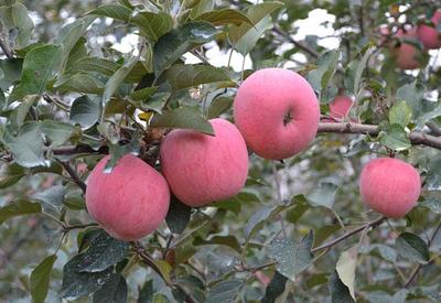 富士拉丝果 富士苹果都有哪几种 ？