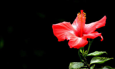 红端木花语 红罂粟的花语是什么？