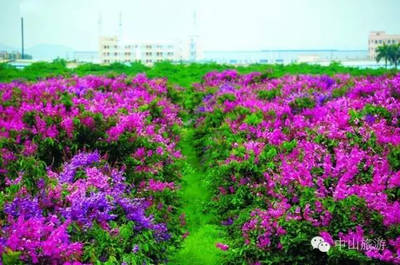 百日红紫薇树哪里有  4公分紫薇价格和5公分紫薇树价格是多少？ 