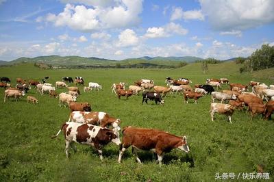 肉牛育肥期几个月  肉牛几个月出栏？ 