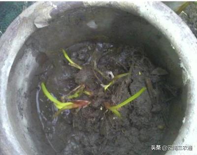 无土养殖泥鳅 无土养泥鳅怎么过冬