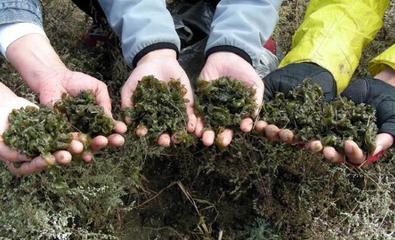 地皮菜能培养吗  地皮菜如何人工种植 地皮菜种植技术 