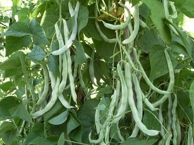 白云豆种植  大白芸豆如何种植？ 