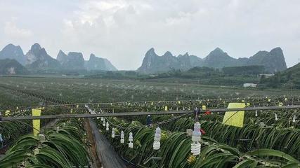 怎样种植火龙果  如何栽培火龙果 