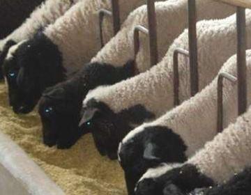 养牛的利润高还是养羊的利润高  养牛利润高还是养羊利润高？ 