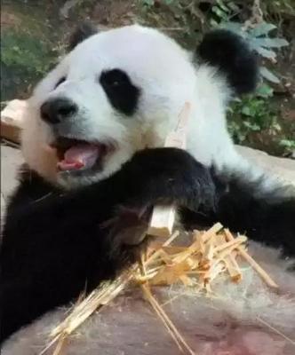 熊猫猫熊 熊猫与猫熊的区别？