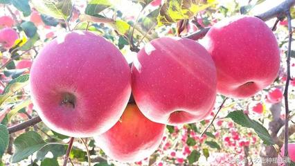 红富士苹果着色药剂  怎么提高红富士苹果着色？？、 