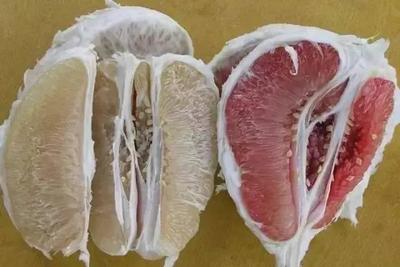 白心柚子图片  红心柚和白心柚有什么区别？ 
