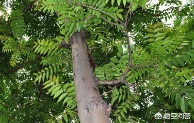 香椿树木材有什么用途  香椿木根有什么用途 