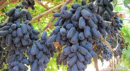 什么品种的葡萄干最好  什么品种的葡萄干最好吃 