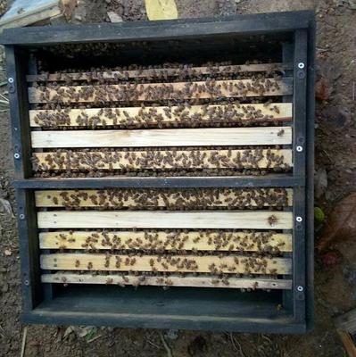 蜜蜂箱隔王片怎么装  中蜂的隔王板怎么放 