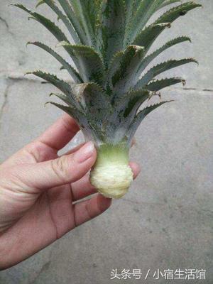 水菠萝是怎么回事  水培菠萝 为什么菠萝头用水培可以长出花来 