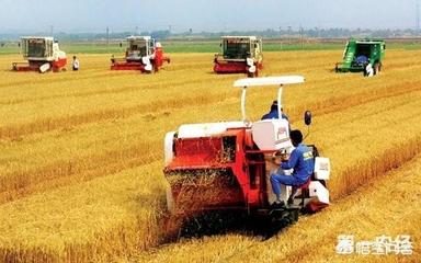水稻亩产量多少公斤  水稻一般亩产多少斤 