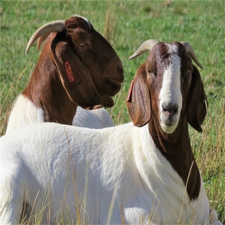 波尔山羊养殖厂家，波尔山羊长期育肥品种技术 养羊场