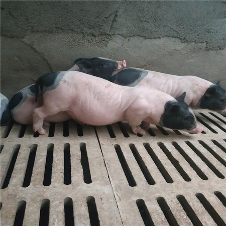低价供苗巴马香猪崽巴马香猪养殖场巴马香猪多少钱一只