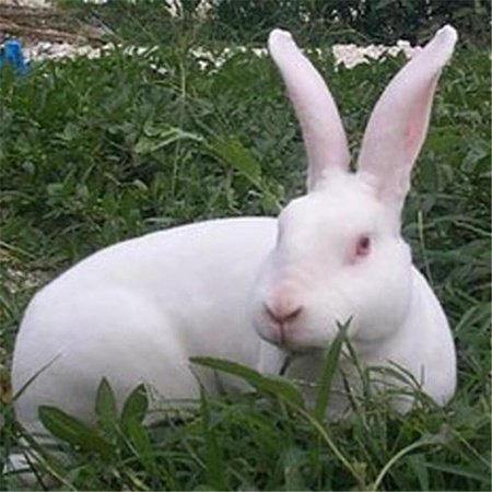 质优价廉纯种新西兰兔新西兰兔多少钱一只新西兰兔养殖