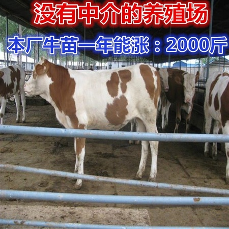 鲁西黄牛 小牛犊 农村合作养殖项目 河南肉牛养殖场 西门塔尔牛