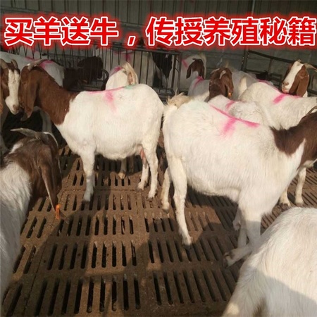山羊种羊价格 羊可以圈养吗 斤左右的白山羊公羊多少钱一只