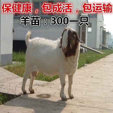 波尔山羊利润分析 山羊价格 斤左右的波尔山羊公羊多少钱一斤