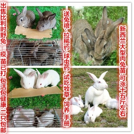 新西兰兔种兔价格 新西兰兔一年下几窝 能盈利多少钱