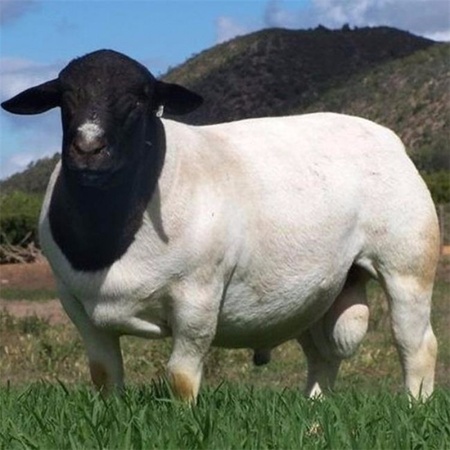 杜波绵羊 纯种杜波绵羊养殖场 杜波绵羊养殖基地