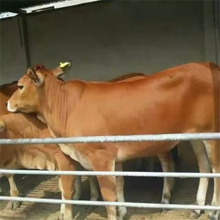 肉牛犊 肉牛价格 鲁西黄牛 小黄牛犊 改良肉牛 架子牛犊