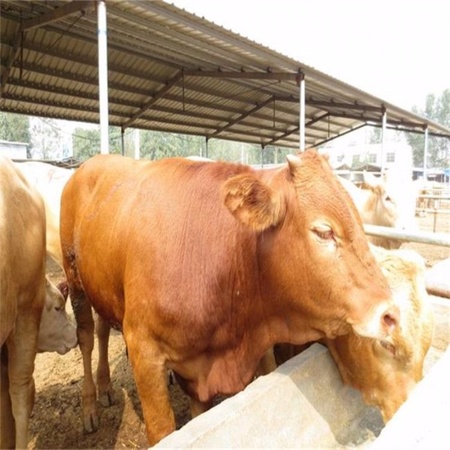 西门塔尔牛犊 活体3-6个月小牛犊子 肉牛犊纯种 