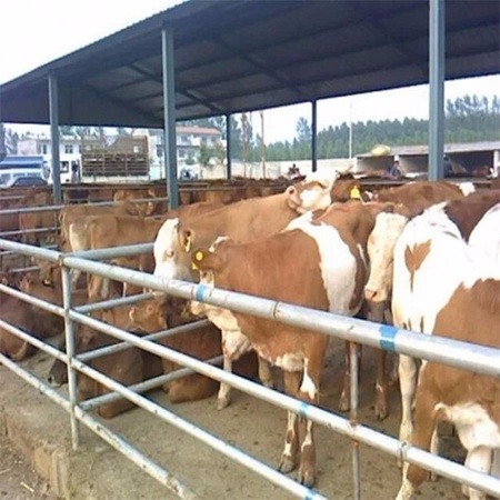 育肥牛多少钱一头 西门塔尔小牛犊批发 牛犊养殖基地