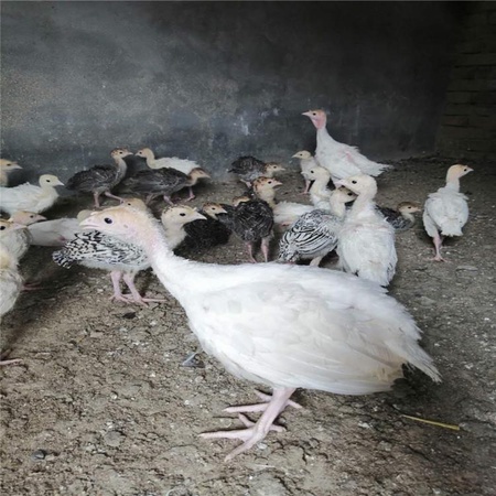 养殖技术推荐火鸡苗火鸡多少钱一只火鸡养殖
