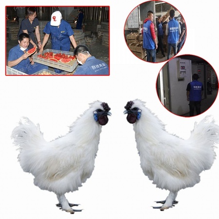 麻土鸡苗孵化厂 全国运输 太原土鸡苗养殖场 白羽鸡苗价格