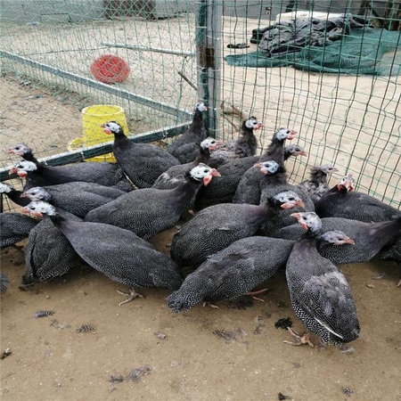 新报价脱温珍珠鸡珍珠鸡价格珍珠鸡养殖基地