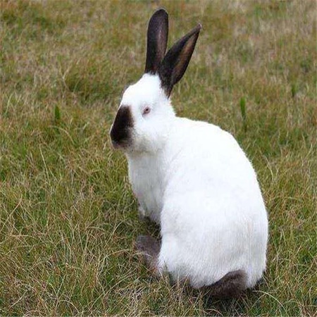 效益分析伊拉兔肉兔伊拉兔肉兔价格伊拉兔养殖基地